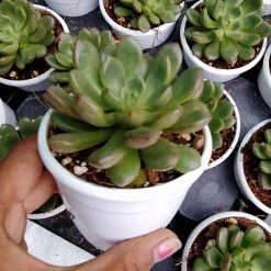 CGASPL Graptoveria Bashful Succulent Plant Plants