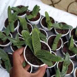 CGASPL Gasteria Little Warty Succulent Plant Plants