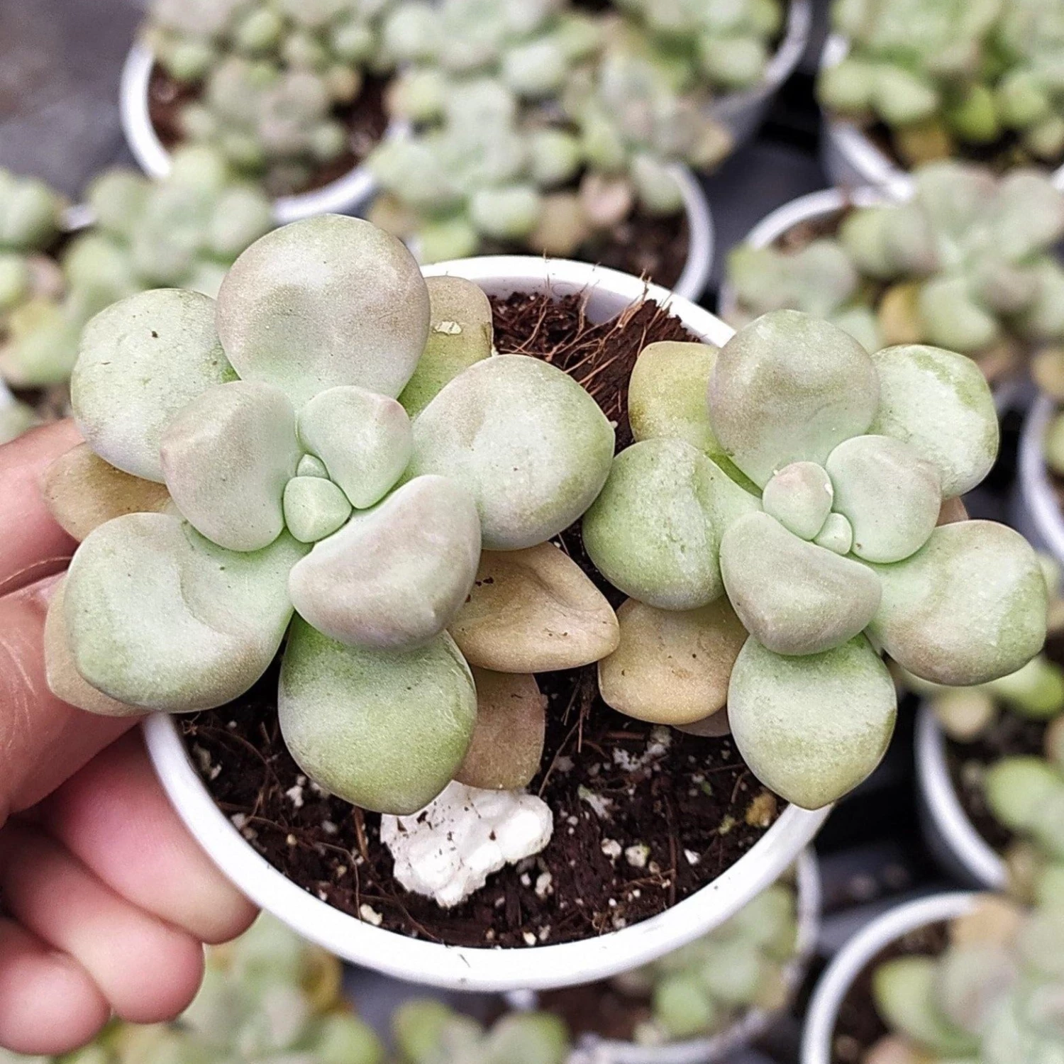CGASPL Pachyveria Oviferum Roseum (Moonstones) Succulent Plant Plants 5 CGASPL Pachyveria Oviferum Roseum (Moonstones) Succulent Plant Plants