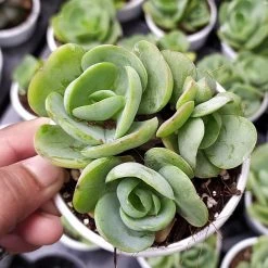 CGASPL Echeveria Green Spoon Succulent Plant