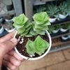 CGASPL Crassula Perforata Green Ivory Towers Succulent Plant