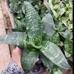 CGASPL Sansevieria Hahnii Green Dwarf Plant Plants