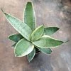 CGASPL Plants Sansevieria Trifasciata Hahnii Silver Marginata Green Yellow Color Plant