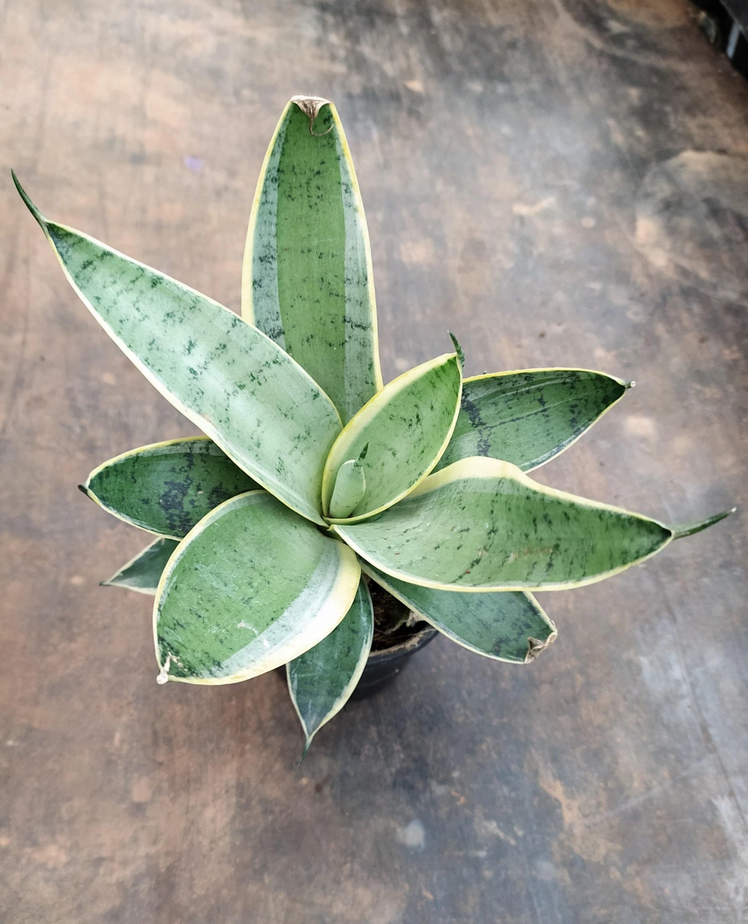 CGASPL Plants Sansevieria Trifasciata Hahnii Silver Marginata Green Yellow Color Plant 3 CGASPL Plants Sansevieria Trifasciata Hahnii Silver Marginata Green Yellow Color Plant