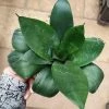 CGASPL Sansevieria Trifasciata 'Jade Dwarf' Green Color Plant