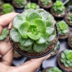 CGASPL Echeveria Rolly (Sedeveria Rolly) Succulent Plant