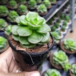 CGASPL Echeveria Rolly (Sedeveria Rolly) Succulent Plant