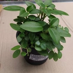 CGASPL Peperomia Orba Green Plant Plants
