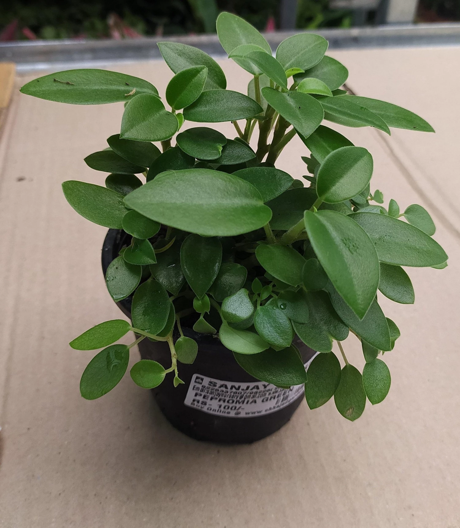 CGASPL Peperomia Orba Green Plant Plants 3 CGASPL Peperomia Orba Green Plant Plants
