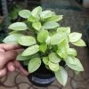 CGASPL Peperomia Orba Variegated Plant Plants 2 CGASPL Peperomia Orba Variegated Plant Plants