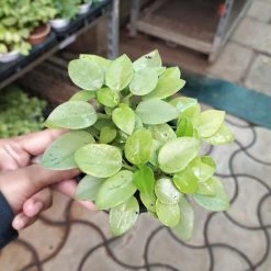 CGASPL Peperomia Orba Variegated Plant Plants