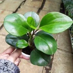 CGASPL Peperomia Obtusifolia Green Plant Plants