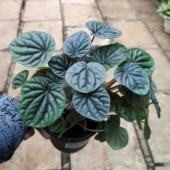 CGASPL Peperomia Caperata Green Color Plant
