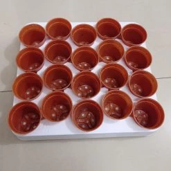 CGASPL Pot-Planters Easy Grow 20 Cavity Tray With Pot