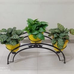CGASPL 3 Pot Semi Circle Stand