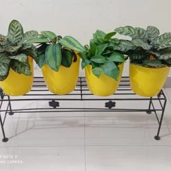CGASPL Pot-Planters Single Step Plant Stand