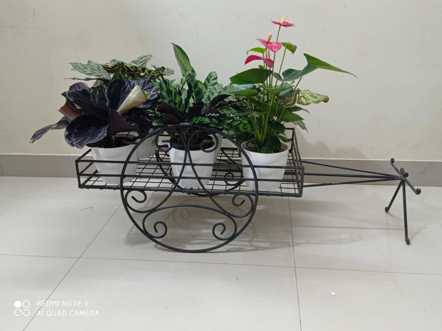 CGASPL Bullock Cart 3 CGASPL Bullock Cart