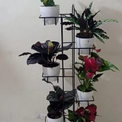 CGASPL Pot-Planters 6 Pot Rack Stand (Round)