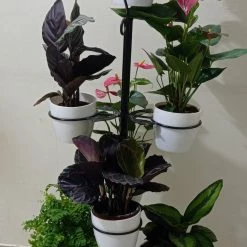 CGASPL 7 Pot Stand Ring