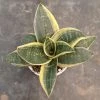 CGASPL Sansevieria Trifasciata Dwarf Laurentii Plant Plants