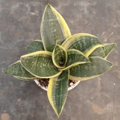 CGASPL Sansevieria Trifasciata Dwarf Laurentii Plant Plants