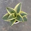 CGASPL Sansevieria Trifasciata Hahnii Jade Marginata Green Yellow Color Plant