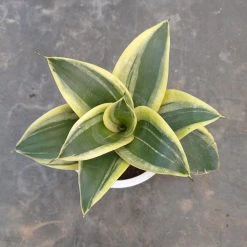 CGASPL Sansevieria Trifasciata Hahnii Jade Marginata Green Yellow Color Plant