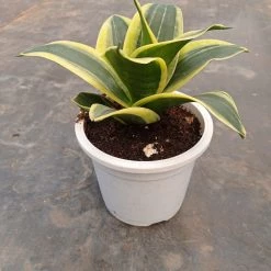 CGASPL Sansevieria Trifasciata Hahnii Jade Marginata Green Yellow Color Plant
