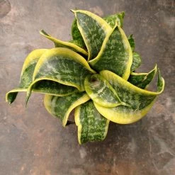 CGASPL Sansevieria Trifasciata Tornado Green Yellow Color Plant Plants