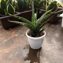 CGASPL Sansevieria Hybrid 'Tiger' Plant