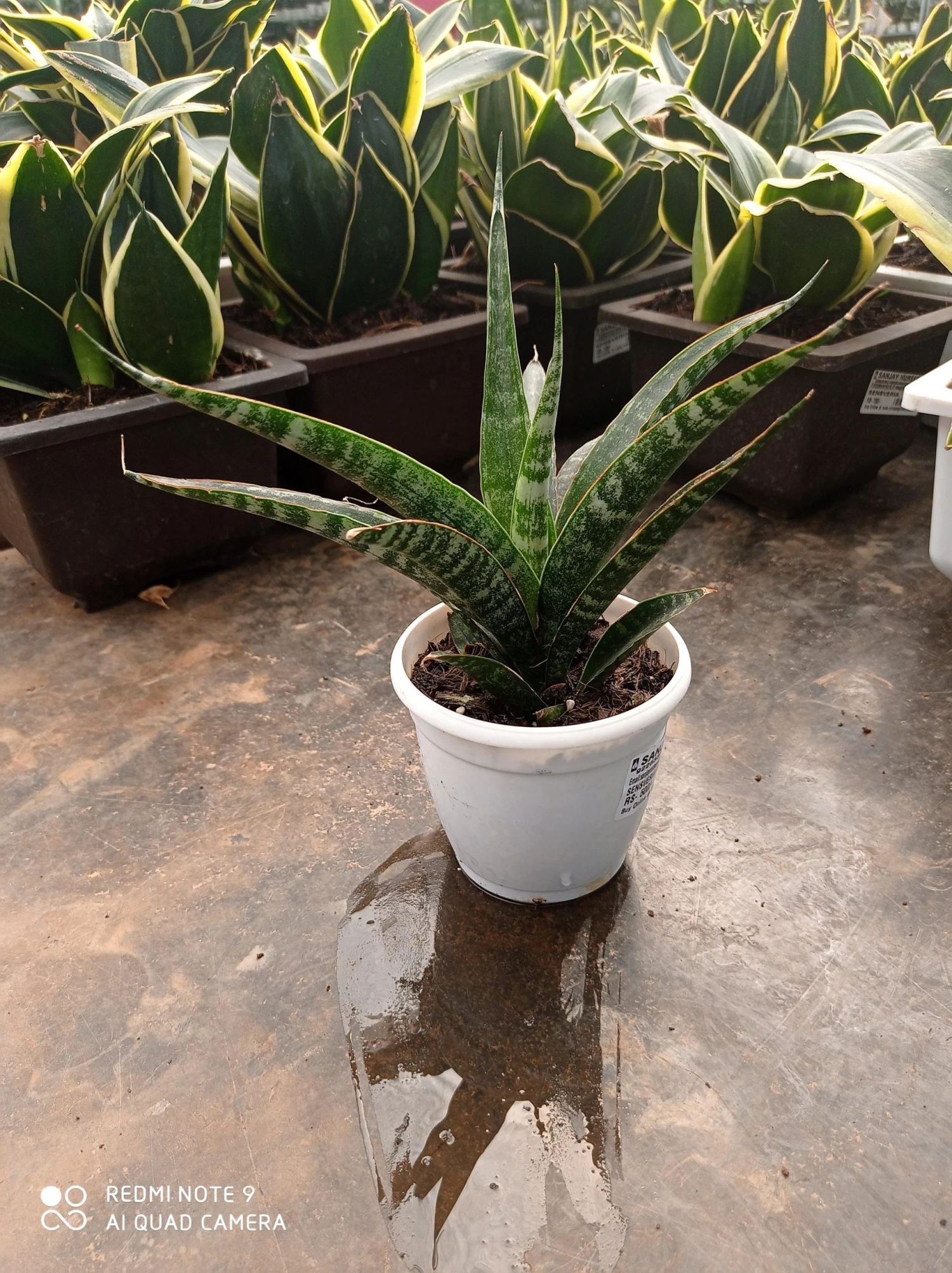 CGASPL Sansevieria Hybrid 'Tiger' Plant 4 CGASPL Sansevieria Hybrid 'Tiger' Plant