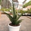 CGASPL Sansevieria Hybrid 'Tiger' Plant