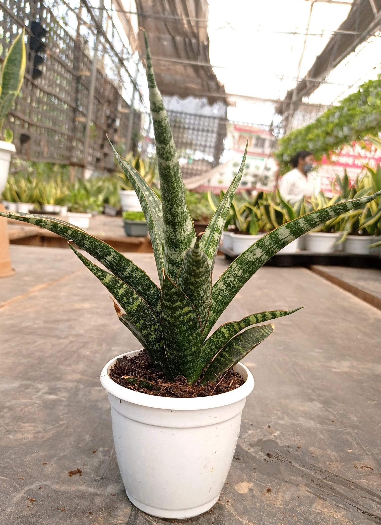 CGASPL Sansevieria Hybrid 'Tiger' Plant 3 CGASPL Sansevieria Hybrid 'Tiger' Plant