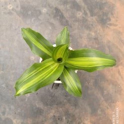 CGASPL Plants Dracena Darasingh Plant