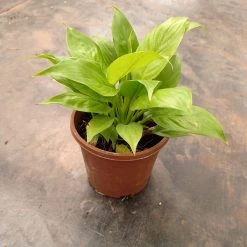 CGASPL Peace Lily Golden Plant (Spathiphyllum) Plants