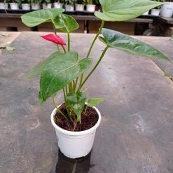 CGASPL 3 Indoor Plant Pack - Areca Palm ,Anthurium ,Golden Money Plant