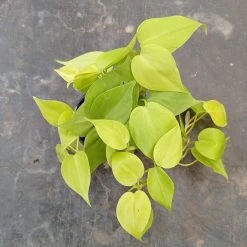 CGASPL Philodendron Scandens Golden Plant