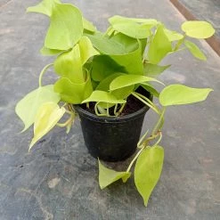 CGASPL Philodendron Scandens Golden Plant