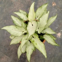 CGASPL 5 Indoor Plant Pack - Green Money Plant, Peace Lily, Spider Plant, Snake Plant, Syngonium Plant