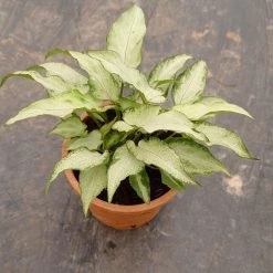 CGASPL Syngonium White Green Color Plant Plants