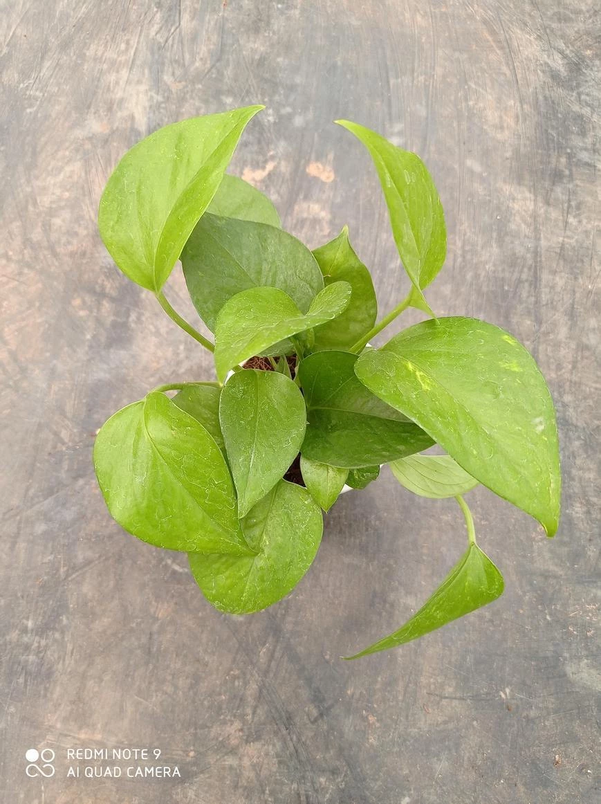 CGASPL 5 Indoor Plant Pack - Aglaonema Lipstick, Green Money Plant, Syngonium Plant, Areca Palm, Peace Lily 8 CGASPL 5 Indoor Plant Pack - Aglaonema Lipstick, Green Money Plant, Syngonium Plant, Areca Palm, Peace Lily