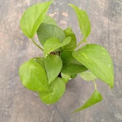 CGASPL 5 Indoor Plant Pack - Green Money Plant, Peace Lily, Spider Plant, Snake Plant, Syngonium Plant