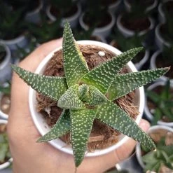 CGASPL Aloe Flow Succulent Plant Plants