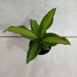 CGASPL Plants Dracena Darasingh Plant