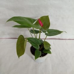 CGASPL Anthurium Red Color Flowering Plant