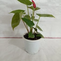 CGASPL Anthurium Red Color Flowering Plant