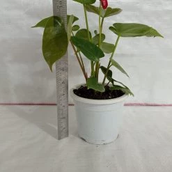 CGASPL Anthurium Red Color Flowering Plant