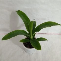 CGASPL Dracena Messangeana Green Plant