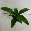 CGASPL Dracena Messangeana Green Plant