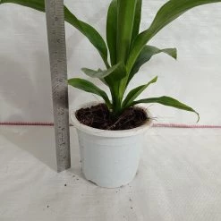 CGASPL Dracena Messangeana Green Plant